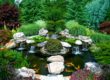 Koi Pond