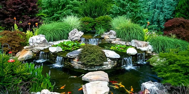 Koi Pond Koi Pond
