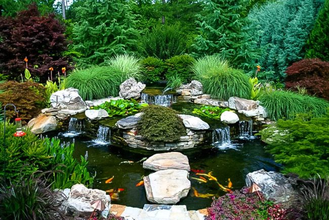 Koi Pond Koi Pond