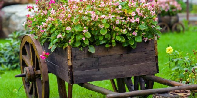 Perennial Flowers Perennial Flowers