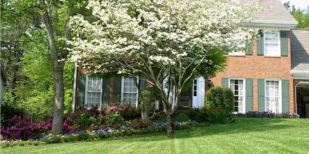 Fescue Lawn Fescue Lawn