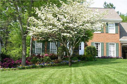 Fescue Lawn Fescue Lawn